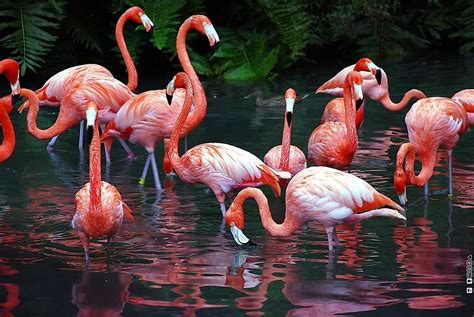 how many fake flamingos are in the world